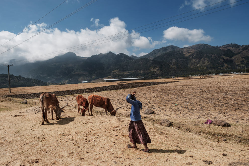 Un joven pastor se encuentra junto al ganado en la ciudad de Korem, al norte de Alamata, en Etiopía, el 8 de diciembre de 2020.