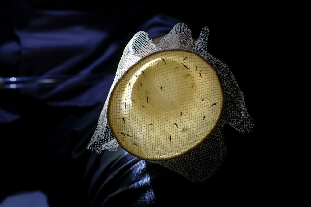 Mosquitos Anopheles recolectados para su posterior estudio, con el fin de diseñar estrategias eficaces para el control vectorial y la prevención de la malaria. Venezuela. Agosto de 2021