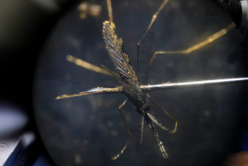 Los mosquitos Anopheles son transmisores de la malaria, por lo tanto es importante analizarlos para determinar estrategias eficaces y sustentables de control vectorial. Venezuela, agosto de 2021