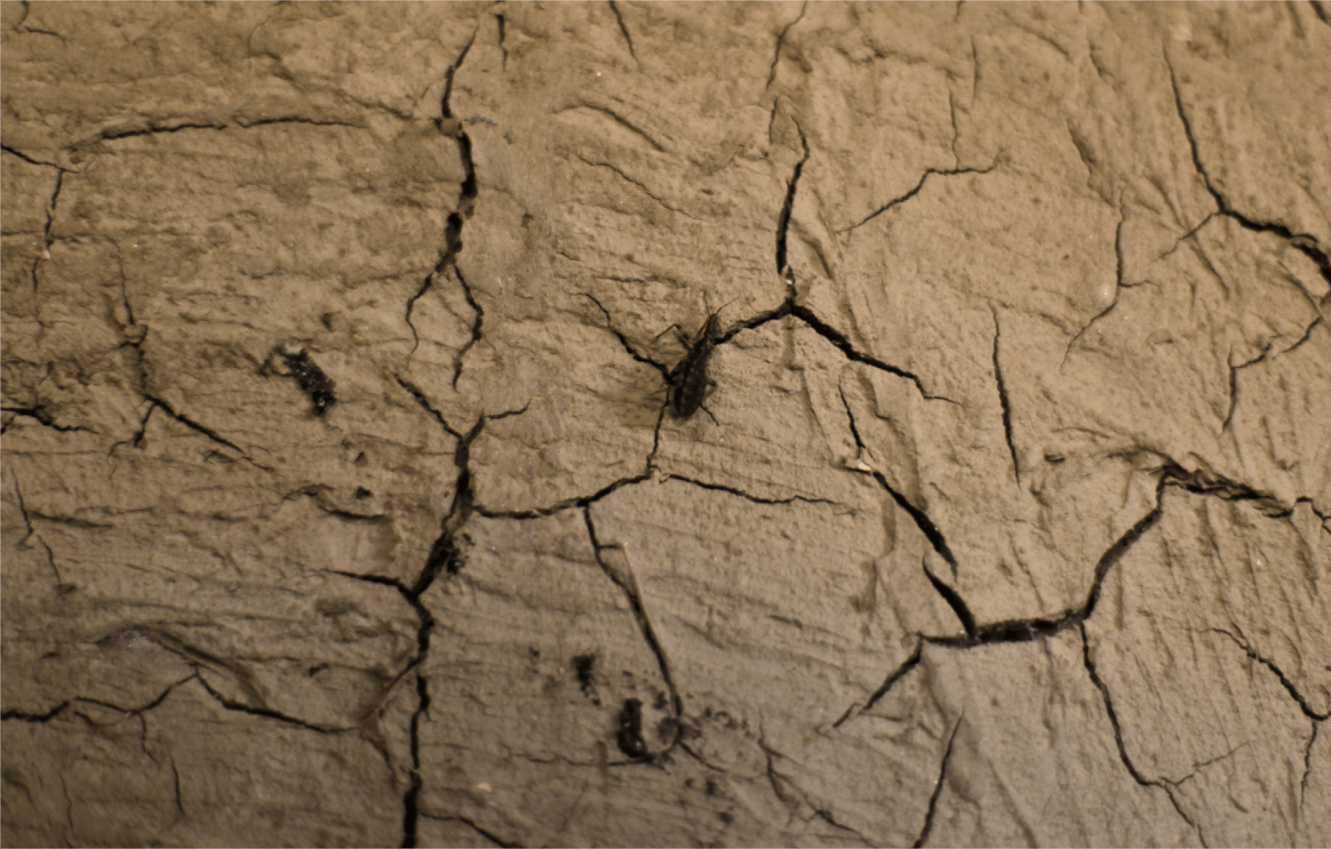 Imagen de archivo del 17 de julio de 2012: El triatomino, también conocido como "vinchuca" suele encontrarse en las casas de las zonas rurales. Estas casas están hechas de adobe, una mezcla de arcilla y pajaMSF.