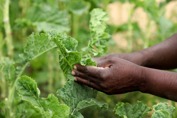 La comunidad de Stoneridge venden los productos que cosechan en sus jardines para generar ingresos extra.MSF/Manzongo John.