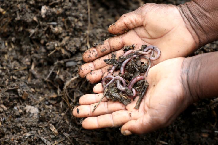 Lombrices de tierra que generan biofertilizante en Stoneridge, Harare, Zimbabue