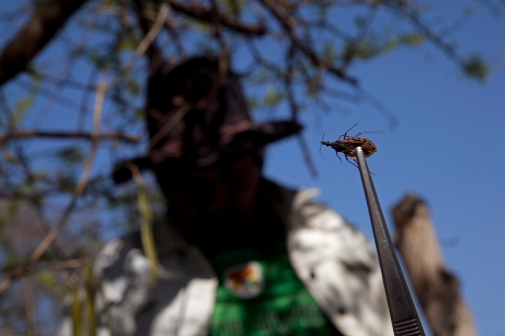 Imagen de archivo de septiembre de 2012: el triatomino, también conocido como "vinchuca", es el insecto que transmite la enfermedad de Chagas.Seamus Murphy/VII.