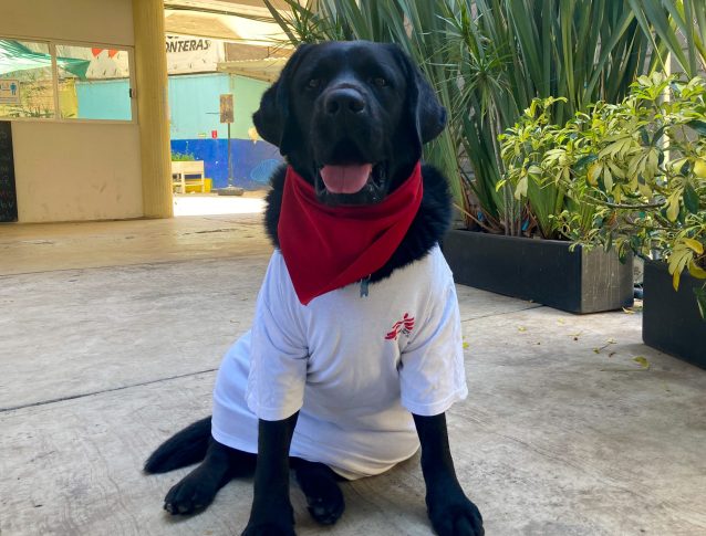 Onnie es un labrador entrenado para brindar acompañamiento terapéutico. Trabaja con nosotros en Ciudad de México hace ya dos años y su labor favorece notoriamente a la mejora psicoemocional de los pacientesYesika Ocampo/MSF.