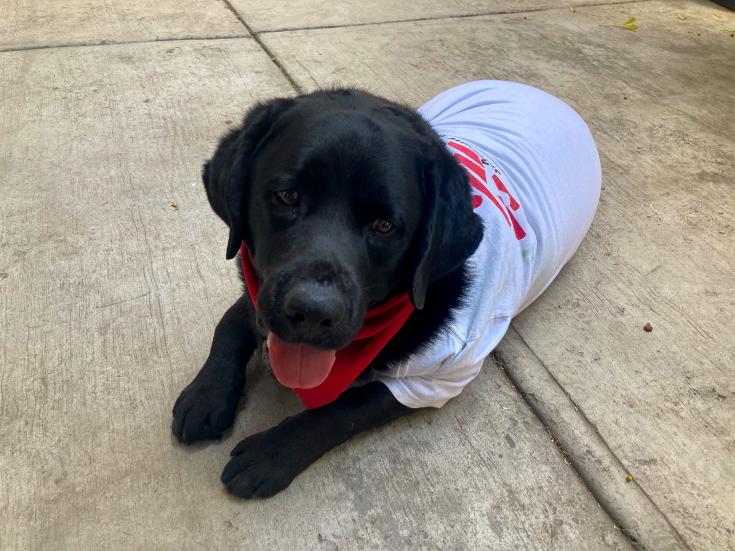 Onnie es un labrador entrenado para brindar acompañamiento terapéutico en México. 