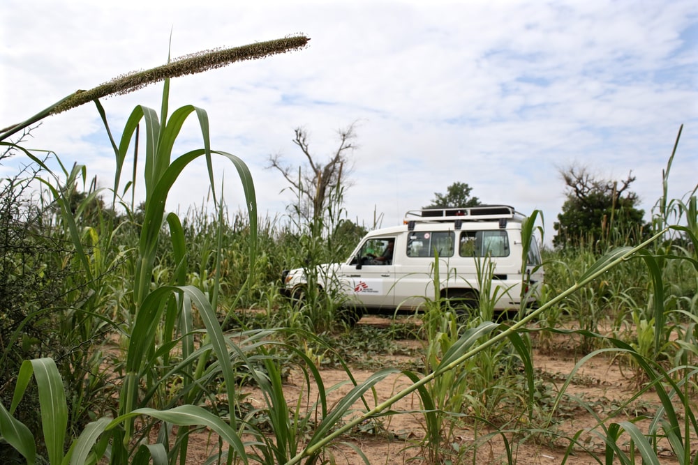 Cultivos de mijo en la carretera a Dantchiao, a 28 km de la ciudad de Magaria